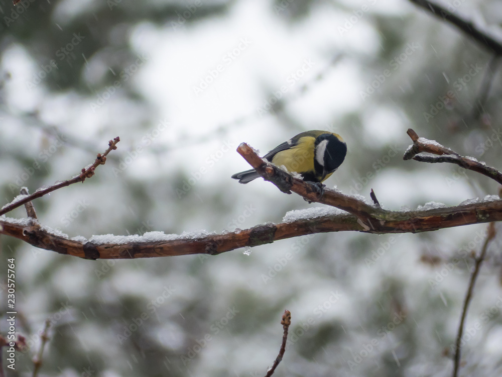 Coal tit on the tree. Periparus ater on tree. Coal tit on the tree. Periparus ater on tree.