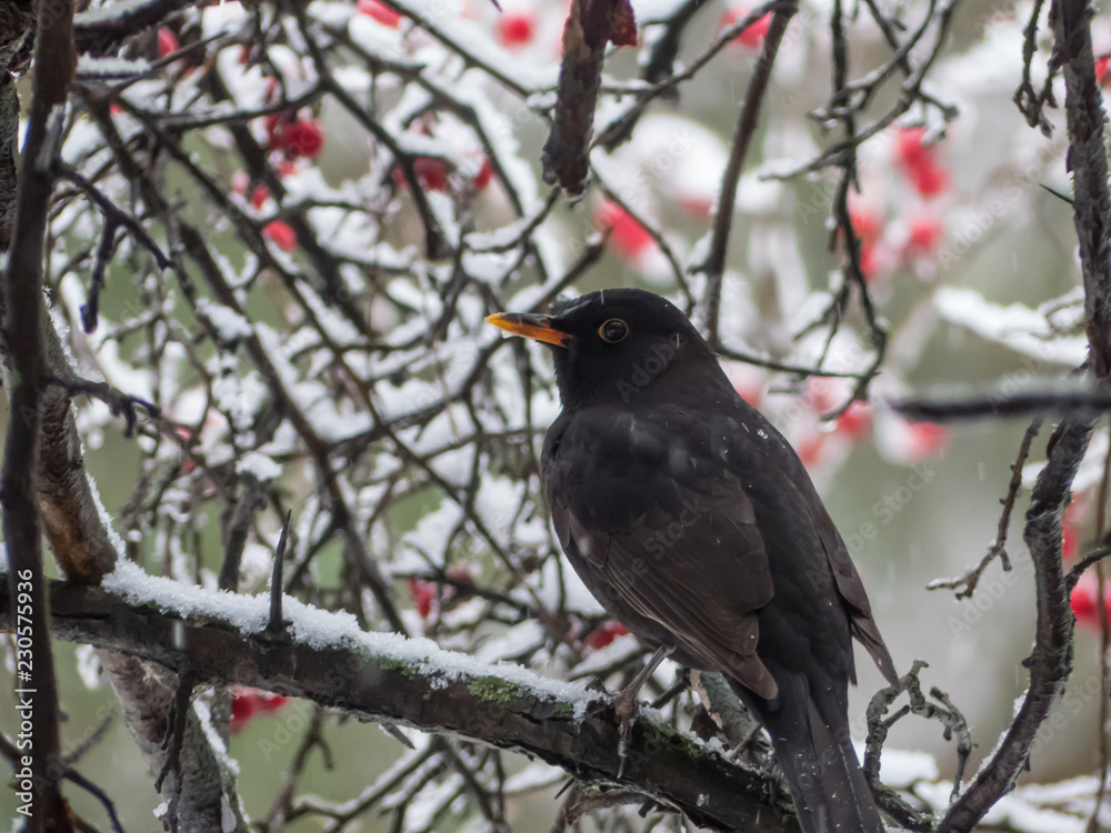 Blackbird on the snowy tree. Thrush on snowy tree. Blackbird on the snowy tree. Thrush on snowy tree.