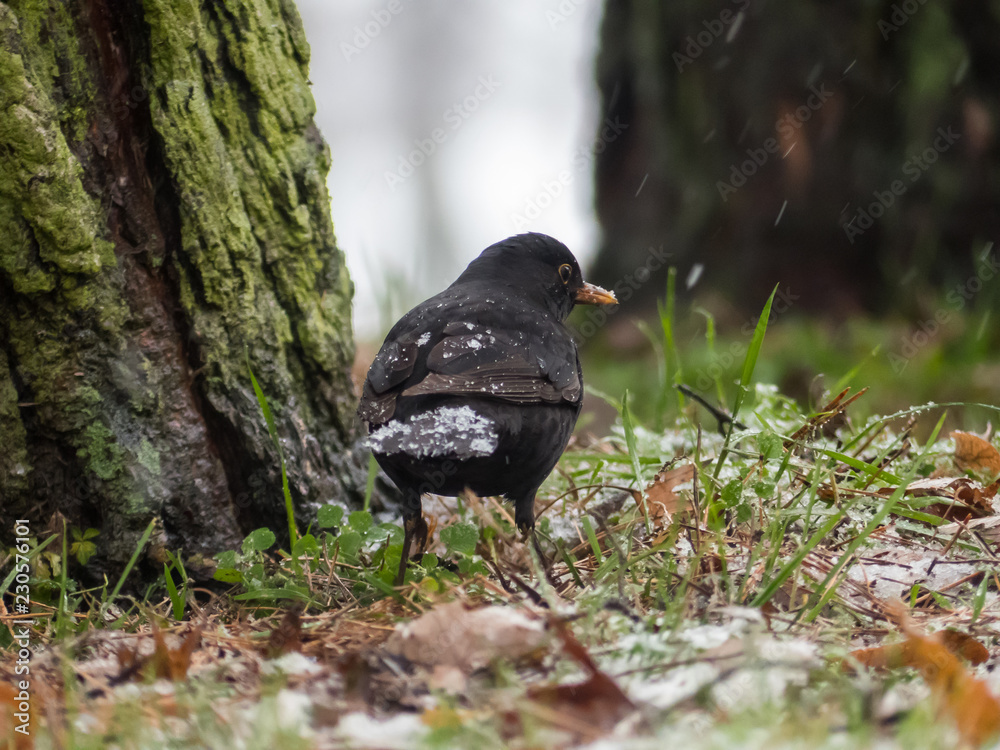 Blackbird on the ground. It is snowing in background.