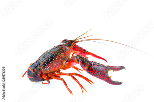 Lobster on a white background