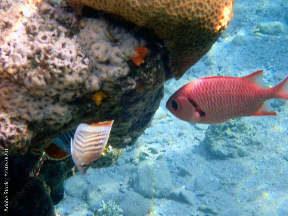 the Pinecone soldierfish the Pinecone soldierfish