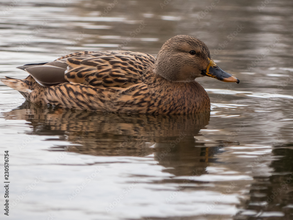Mallard on the lake. Wild duck on the water. Mallard on the lake. Wild duck on the water.