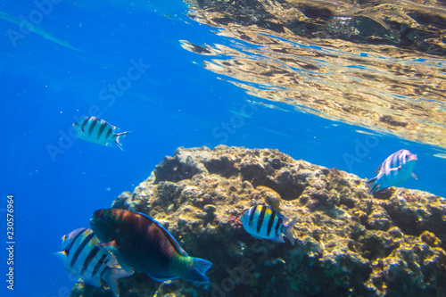 Red Sea underwater scenery with tropical fishes  Egypt