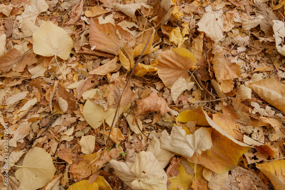 Golden leaves on the ground Golden leaves on the ground