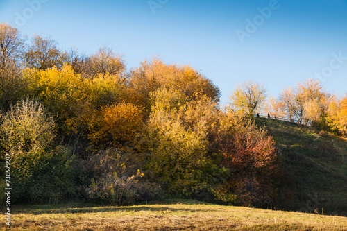Autumn park landscape with multi-colored trees and clear blue sky