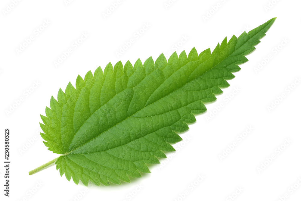 nettle leaf isolated on white background. medical herbs. nettle leaf isolated on white background. medical herbs.