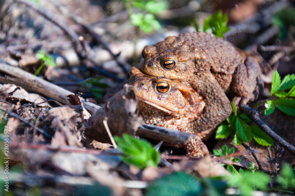 Fototapeta premium The pairing of common toads