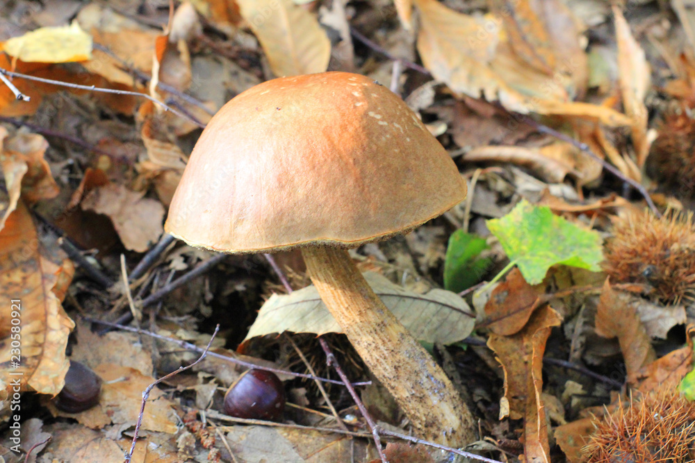 edible porcino mushroom in the forest edible porcino mushroom in the forest