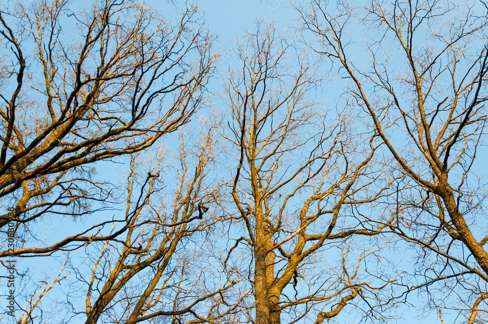 Deciduous trees in early spring from bellow Deciduous trees in early spring from bellow
