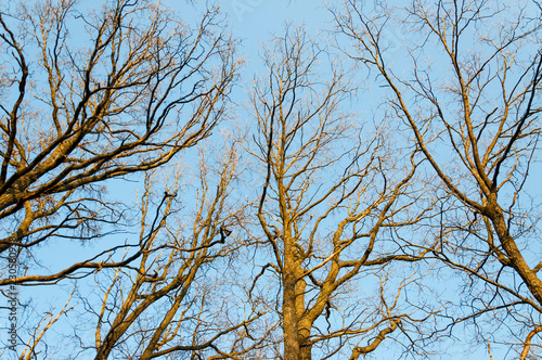 Deciduous trees in early spring from bellow