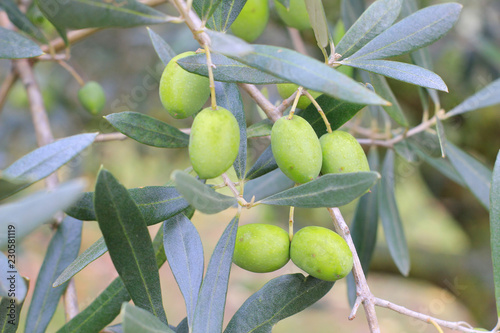 olives on the branches in the autumn