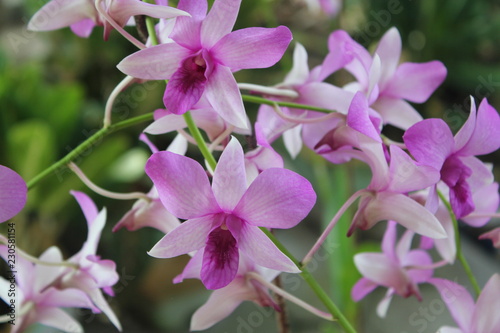 pink orchid flowers