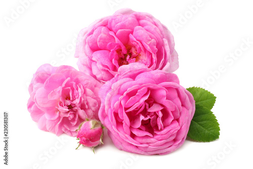 Pink rose flowers isolated on white background.