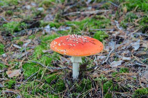 Amanita with a red cap