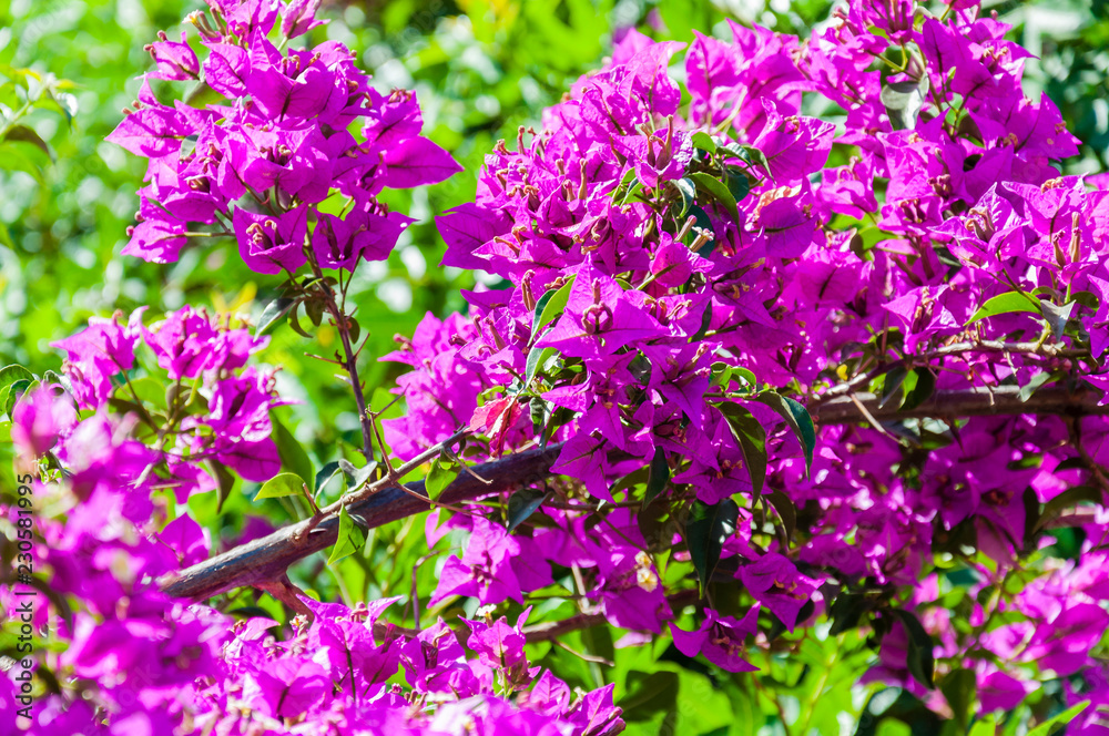 Fototapeta premium Blooming magenta Bougainvillea bush