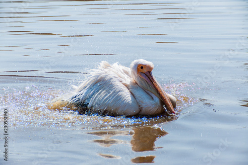 Pelican washing himself in water