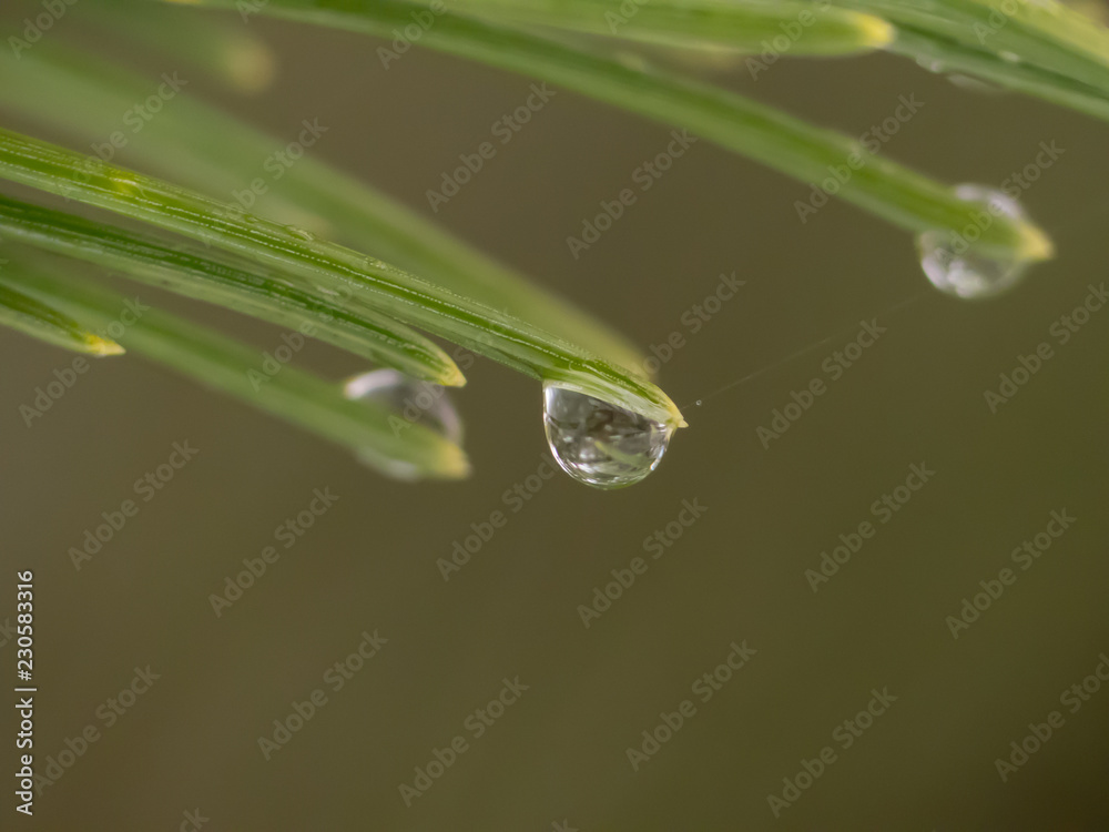 Water drop on the needles. Water drop on the macro photo. Rain drop on the macro photo. Water drop on the needles. Water drop on the macro photo. Rain drop on the macro photo.