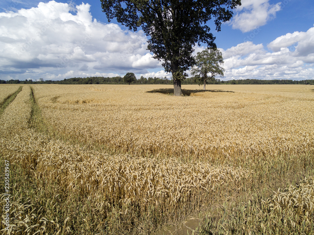 Ripe grain fields in nice summer day.