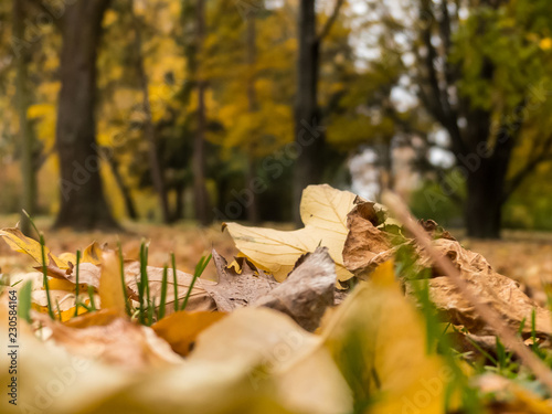 Autumn forest. Dry leaves. Color of autumn.