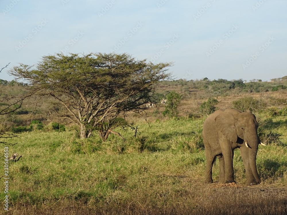 Elephant and a tree