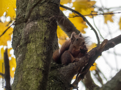 Squirrel on the tree.