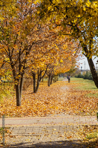 A colorful background image of autumn, fallen autumn leaves ideal for seasonal use as a background for a calendar, postcard. Autumn view with bright yellow and red leaves on a sunny day