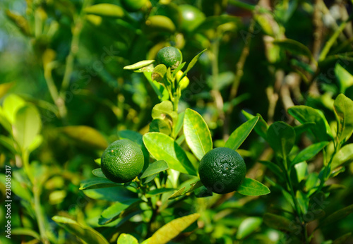 Photography Calamondin or the botanical name known as Citrofortunella microcarpa