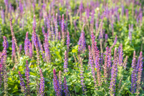 Group of purple flowering Woodland sage or Salvia nemorosa plants at a specialized nursery of garden plants in the Netherlands.