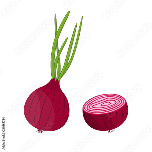 Vector illustration. Set of fresh onions. Isolated on white background.
