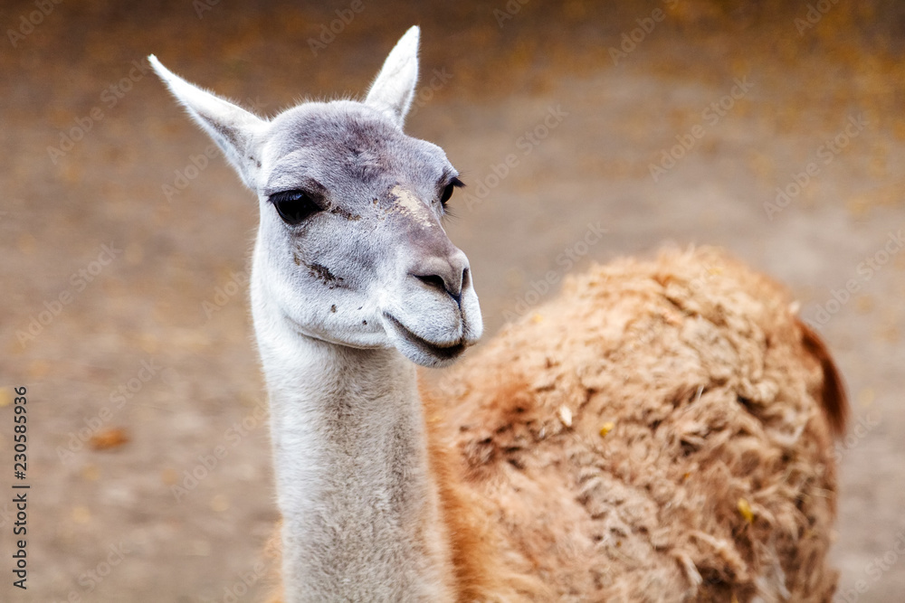 portrait of llama