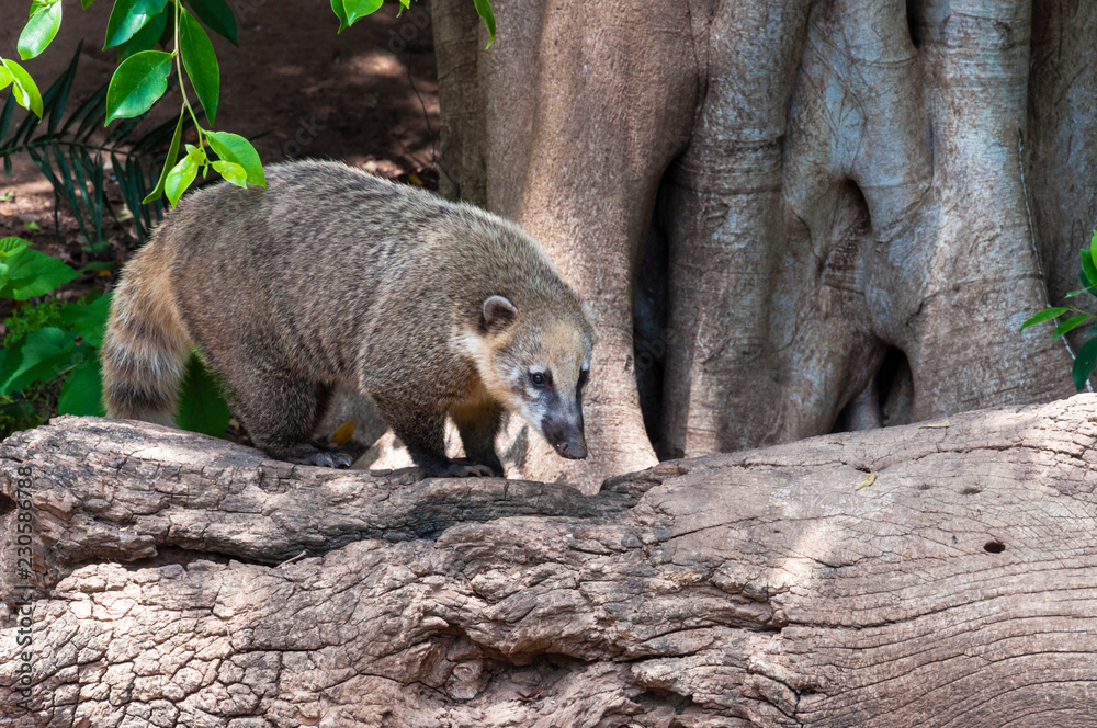 Coati known as coatimundi diurnal mammal on the fallen tree