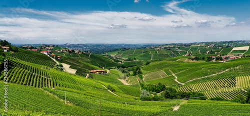 Vineyards near Barbaresco, Cuneo, in Langhe