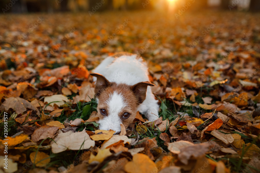 Funny dog in the autumn in the leaves. Cute pet. Active Jack Russell Terrier Funny dog in the autumn in the leaves. Cute pet. Active Jack Russell Terrier
