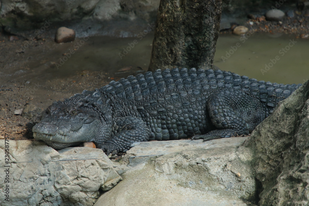 Obraz premium crocodile , reptiles and amphibians animal .