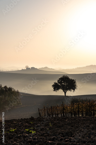 Baum in Toskana im Dunst