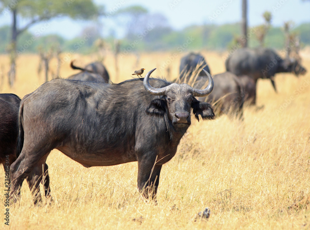 Cape Buffalo (Syncerus caffer) standing on the parched African plains and looking at camera with an oxpecker on it's back in Hwange National Park,  Zimbabwe