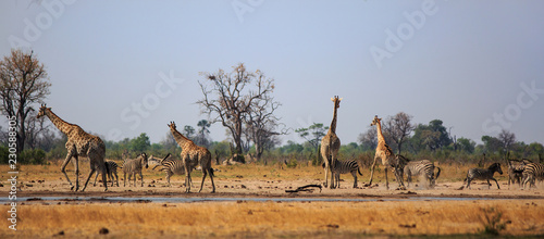 Photography Typical African Vista with zebra and giraffe around a waterhole with a natural bushveld background