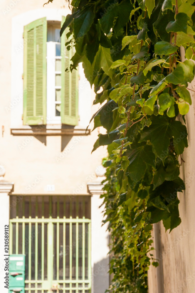 Obraz premium Hanging growing wild grape leaves on the wall