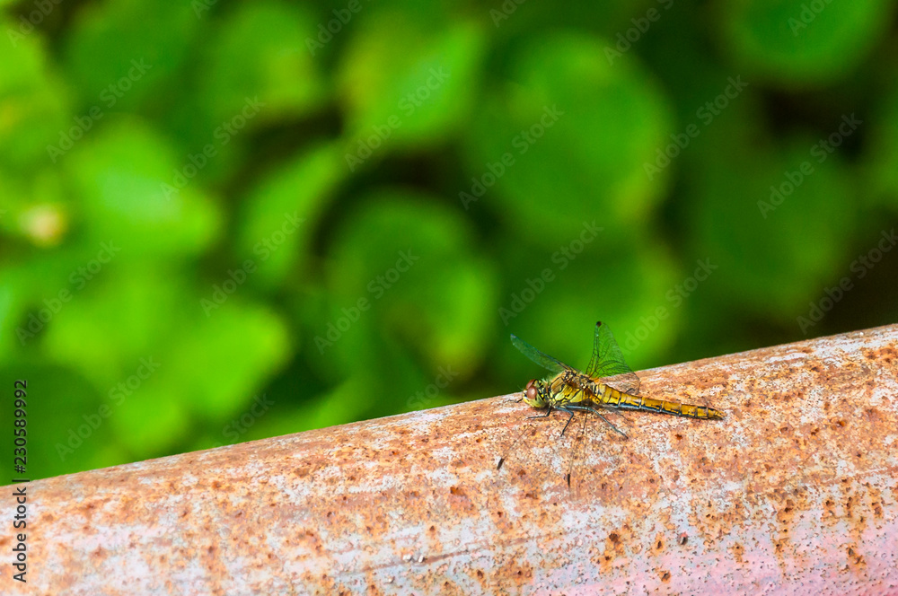 Dragonfly on rusty metal pipe with green leaves foliage background Dragonfly on rusty metal pipe with green leaves foliage background