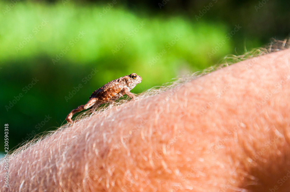 Obraz premium Common toad, Bugo-bufo climbing on human hand