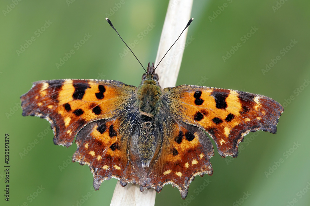 Fototapeta premium Comma butterfly