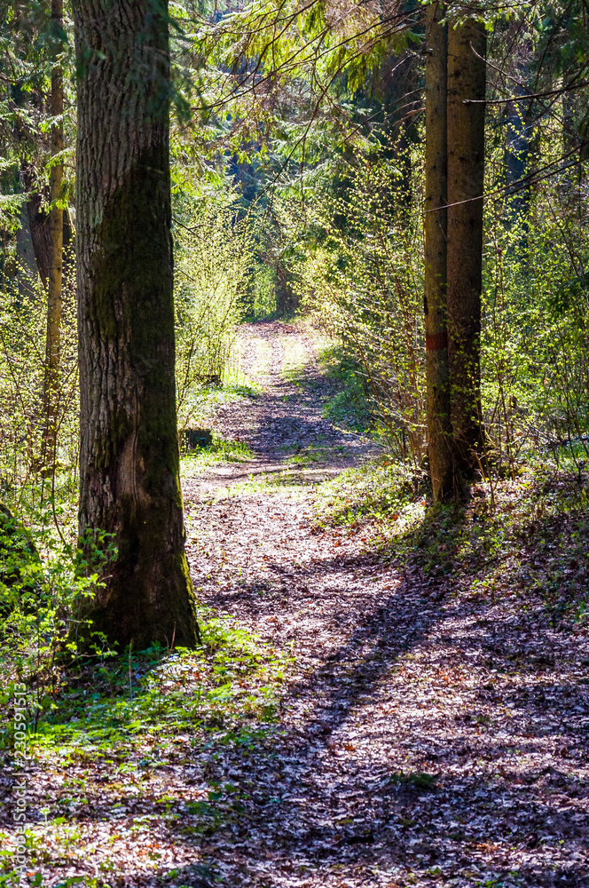 Obraz premium Curved forest pathway