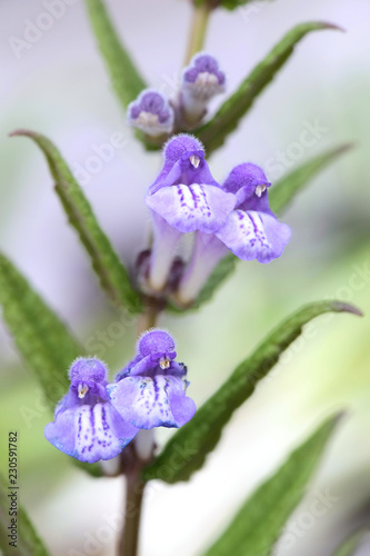 Marsh skullcap, Scutellaria galericulata photo