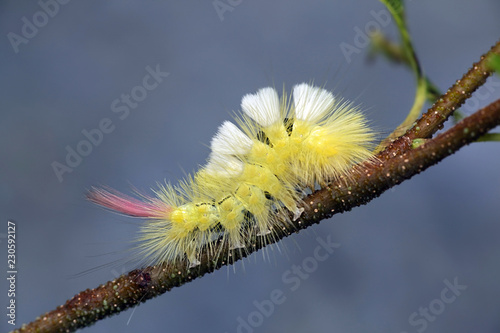 Beautiful caterpillar of pale tussock moth, Calliteara pudibunda photo