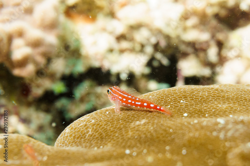 Floating Trahira sea dog on a coral reef. Maldives. photo