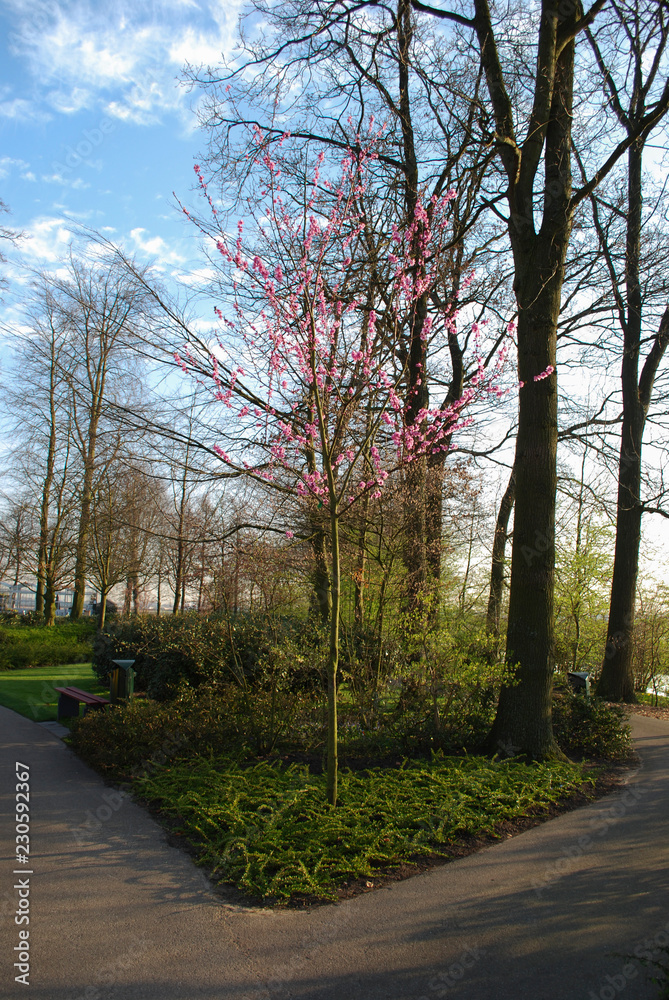 Pink cherry blossom tree grows in the park. Spring time in Netherlands. Pink cherry blossom tree grows in the park. Spring time in Netherlands.