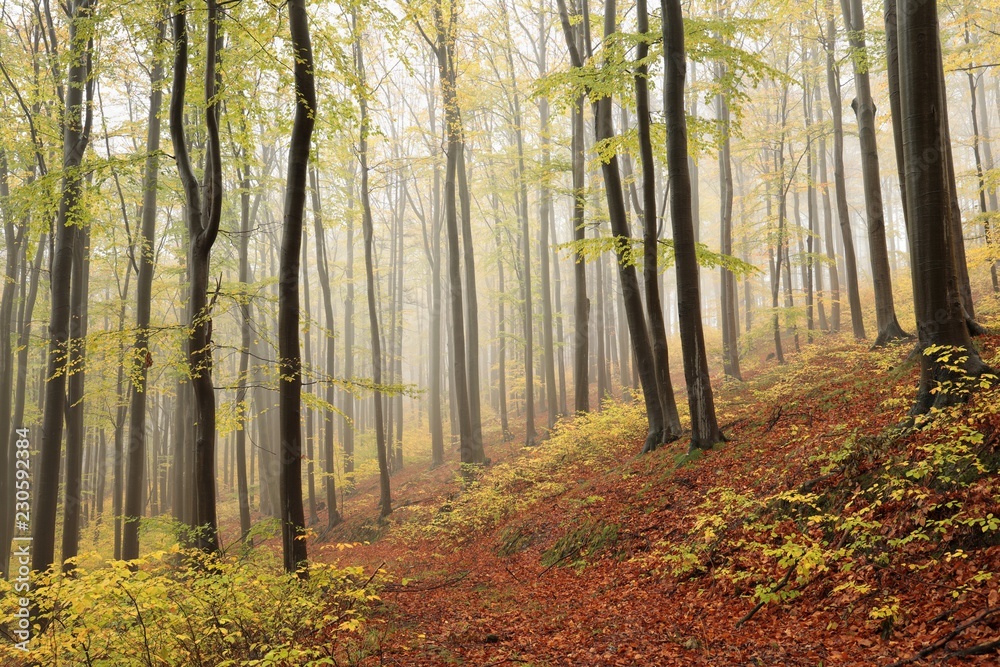 Fototapeta premium Path through an autumn beech forest in foggy weather