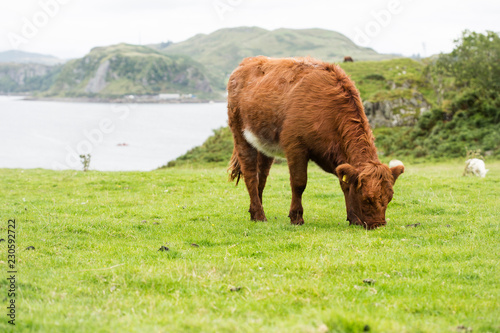 scottish Highlander on the grass dike photo