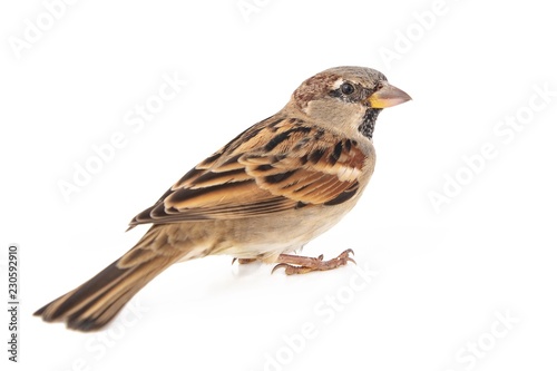 Male House Sparrow (passer domesticus) isolated on a white background