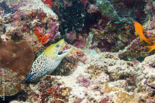 Laced Moray on a coral reef in the Indian ocean.